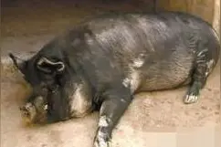 网红猪售价近万元（组图）盘点动物界网红：拔牙鹦鹉、黄金蟒图片