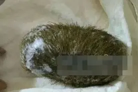 男子30万买猪宝变猪毛 保存冰箱保证宝贝不腐烂变质图片