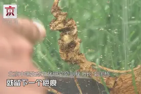 人参年龄怎么判断？看了这个视频你就懂了！