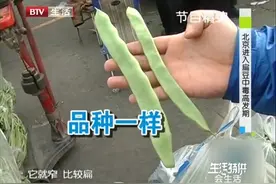 扁豆食用不当会中毒，引发肠胃不适怎么去鉴别呢？听专家怎么说视频封面