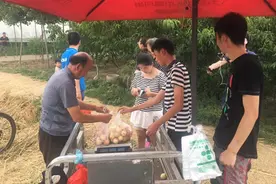 爱心市民到果园摘买，济南受助果农说出“背后隐情”图片