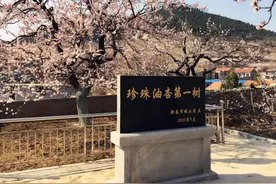 新泰：油杏为媒兴产业 文明乡风美乡村图片