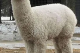 你对羊驼一无所知图片