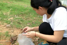 捡点这个放花盆，保兰花10年根壮叶绿开花多！视频封面