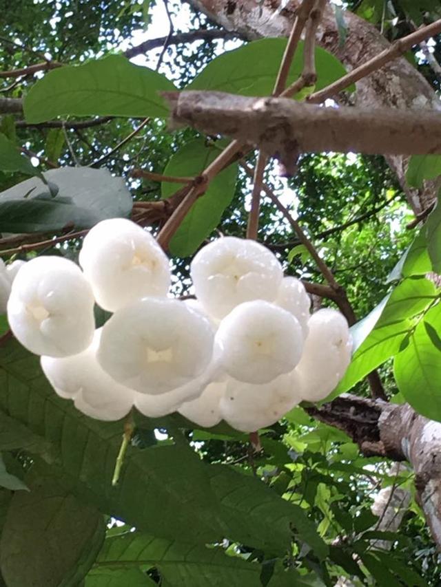 你吃过白色莲雾吗?