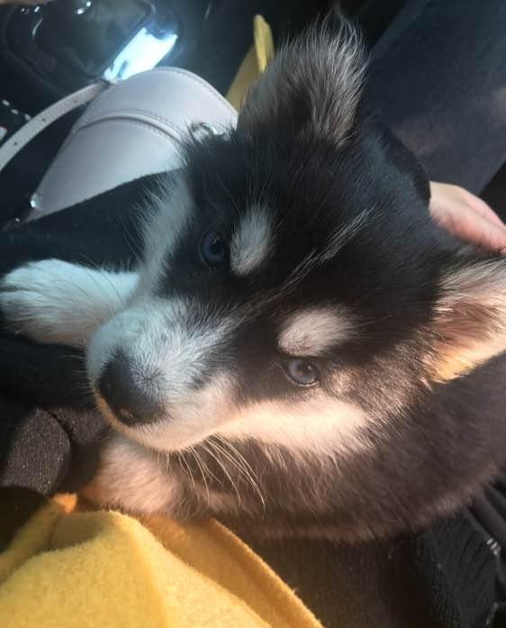 看完你就懂了(二货哈士奇是什么意思) - 凑外百科