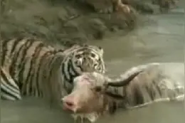 老虎吃牦牛的场景 绝对实力面前动弹不了视频封面