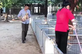 狗狗在凌晨时间四五点钟叫怎么办？#问答c计划 #宠物 @抖音小助手 @头条宠物视频封面