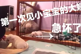 给第一次见到小宝宝的大姨急坏了，想抱抱小宝宝吗#法斗视频封面