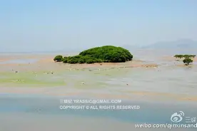 这些年，我在深圳记录的真·红树图片