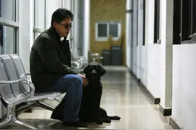 “乔乔”被掳历险记后续 导盲犬是怎样练成的？图片