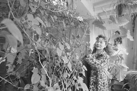 30多年养花建成“空中花园” 夫妻俩只求以花会友图片