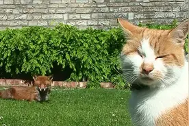 英男子收养野狐狸两年感情如父子图片