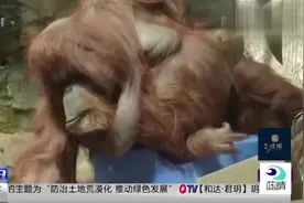明星红毛猩猩迎来50岁生日视频封面