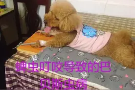 名叫八怪的泰迪患巴贝斯虫病，已经复发三次了，这次慕名来我院