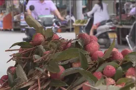 吃荔枝会“被酒驾”？交警部门：以验血结果为准