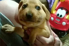 狗狗误吞蜜蜂后变“包子脸” 蠢萌表情惹人怜图片