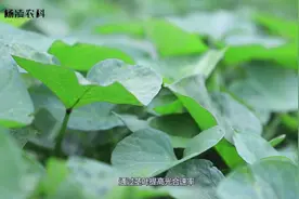 红薯调控茎蔓是关键，专家教你1招，农户一看就明白！视频封面