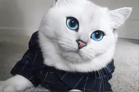 英国蓝眼美猫爆红网络 收获28万粉丝（组图)图片