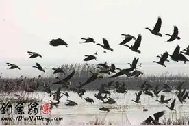 湖北最特殊的“飞地”：沉湖图片