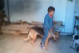 国外小孩直接把德牧当坐骑，坐在身上让狗狗走视频封面