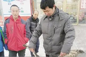 捡到猫头鹰送林业部门救治图片