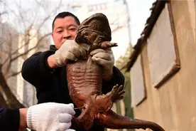 污水处理现娃娃鱼 娃娃鱼的功效与作用图片