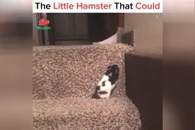 滑滑梯太low？呆萌仓鼠偏爱爬楼梯！