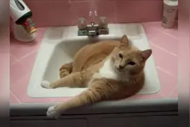 猫咪要洗澡主动躺到水池里，用眼神示意主人过来帮忙