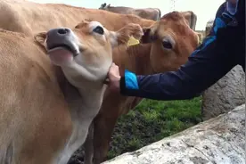 牛也是那么通人性，你抚摸它就会黏在你旁边