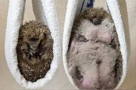 英国一刺猬体重严重超标 减肥刻不容缓图片