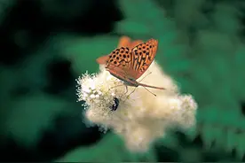 法语专四：法语作文应该怎么写？图片