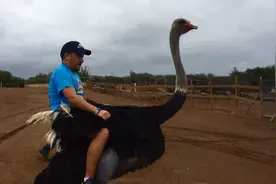 骑鸵鸟玩过没，载人仍能飞速奔跑