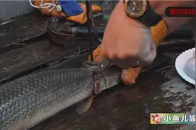 鳄雀鳝皮有多硬？鳄鱼皮在它面前就是渣渣，刀枪不入需用特制剪刀才能剪开视频封面