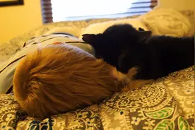 终于有人愿意收养这20岁的老猫了小主人对它还这么好视频封面