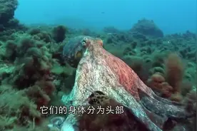 八爪鱼和鱿鱼到底区别在哪？认准这两点，再也不会傻傻分不清楚