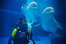 重磅福利：超值优惠极地海洋世界年卡，疯狂抢购中……图片