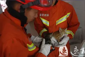 两只小猫钻进烟道上演“躲猫猫”，宿迁消防破拆后成功救出图片