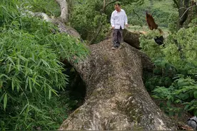 双牌一千年古樟树拍出19.1万元的惊人天价图片