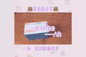 小四月有老公啦#萌宠 #金丝熊 花妈这外女婿挑的怎么呀呀视频封面