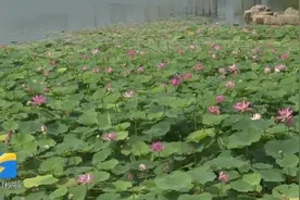 济南华山湖畔凉风习习，别样的水乡风光重现，吸引了众多游客前来视频封面