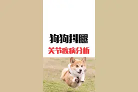 狗狗后腿抖而且还会疼的叫，走路还不正常。就要去排查了。#宠物医生汤爸 @抖音小助手视频封面