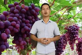 葡萄熟了，用着色剂红得更快？听听老果农5分钟全面讲解！视频封面