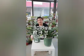 30秒掌握君子兰度夏秘诀。