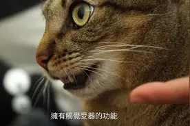 猫胡须竟然有这种功能！猫胡须全面解析【好味猫知识】EP2