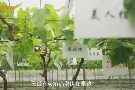 炭疽病成熟期遇上葡萄着色期，准备好接招了吗？打药、套袋这样做