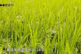 水稻稻瘟病一发病就减产，4招助您保丰产！