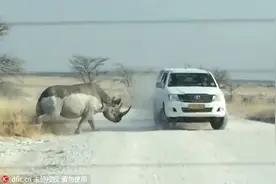 纳米比亚犀牛猛撞旅游车 侧面被角刺穿图片