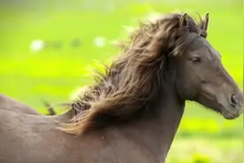 冰岛上唯一存在的特殊物种，没有任何天敌，政府放任它们无限繁殖