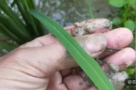 原来黄鳝是雌雄同体，田里开始孵化黄鳝蛋了，学哥带你看黄鳝蛋！视频封面